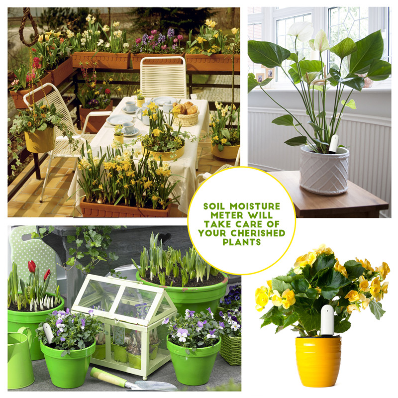 HHCC Flower Care Max Smart Pla - Smart Garden Xiaomi 리뷰 및 가격
